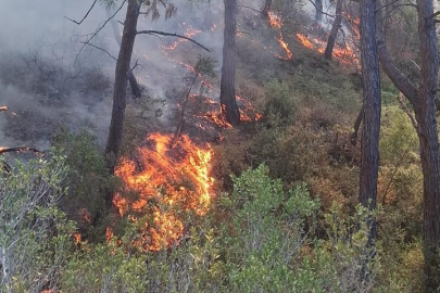 Adana'da çıkan orman yangınları söndürüldü