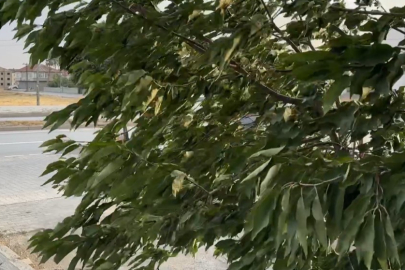 Hakkari Yüksekova'da şiddetli rüzgar hayatı olumsuz etkiledi