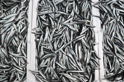 Hamside uygulanan kota verimi artırdı