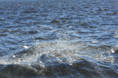 İzmir'de balık ölümleri yeniden başladı