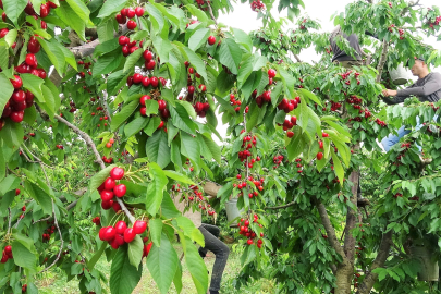 Tokat'ın özel kirazı ürün vermedi, 5 milyon dolarlık kayıp yaşandı