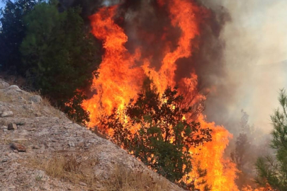 Balıkesir'de orman yangını