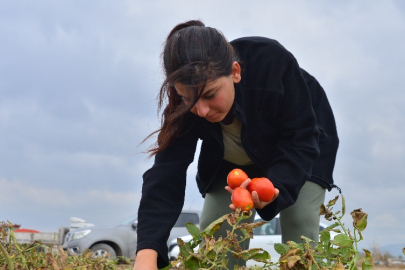 Bursa'da mevsimlik işçilerin çocukları  çadırda ders çalışıyor