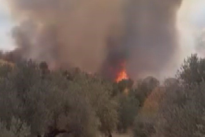 Hatay'da zeytinlik alanda çıkan yangın büyümeden söndürüldü