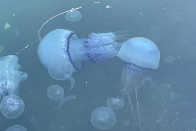 Marmara'da 'bitti' denilen müsilaj kabusu Bursa'da tekrar hortladı!