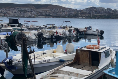 Bursa'dan Marmara'da çoğalan denizanaları için uyarı! 'Müsilajın da habercisi'