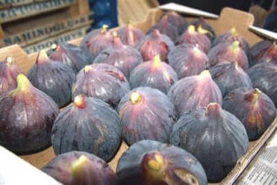 Bursa’nın siyah incirinde rekolte yarı yarıya düştü