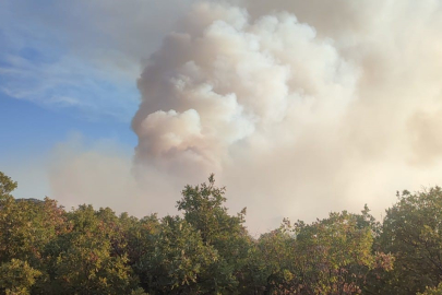 Konya'da sazlık alanda çıkan yangın ormana sıçradı