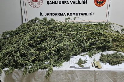Şanlıurfa’da esrar ve kenevir bitkisi ele geçirildi