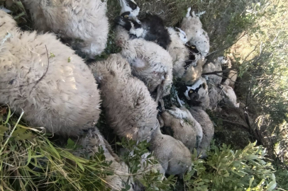 Tunceli'de koyun izdihamı: 29 hayvan telef oldu