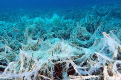 Marmara Denizi’nde müsilaj alarmı: Her yıl tekrarlayan ekolojik felaket kapıda!