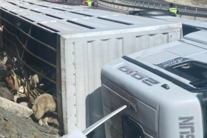 Konya'da devrilen tırdaki 147 küçükbaş hayvan telef oldu
