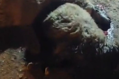 Malatya'da tırın çarptığı 13 küçükbaş hayvan telef oldu