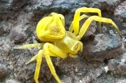 O ilimizde sarı yengeç örümceği görüldü