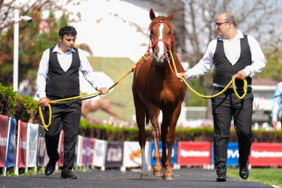 TİGEM 15 safkan Arap koşu tayı satacak