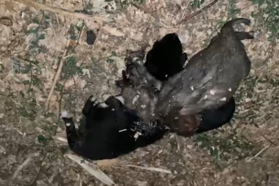 Bahçede iple boğulmuş 3 yavru köpek bulundu