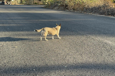 Adıyaman’da, başıboş köpeğin saldırdığı çocuk yaralandı