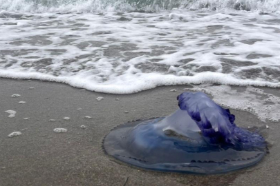 Bursa'da mavi denizanaları sahile vurdu! Görenler şaştı kaldı...