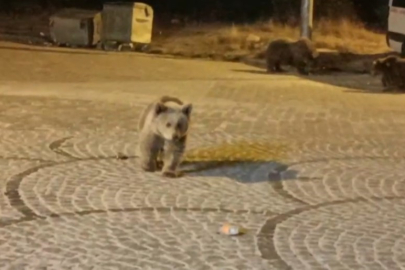 Bursa Uludağ’da gece yarısı ayı sürprizi