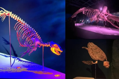 Okyanusun Devleri sergisi İstanbul Akvaryum'da açıldı