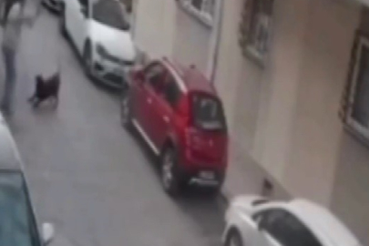 İzmir'de köpeğe kemerli şiddet