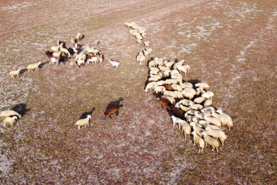 Kuruyan baraj havzasında hayvanlar otlatılıyor