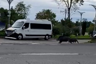 Ordu'da domuz sahil yoluna indi