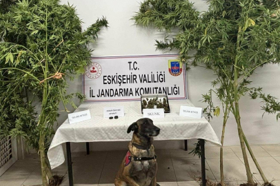 Eskişehir'de uyuşturucu bitkisi eken şahıs jandarma tarafından yakalandı