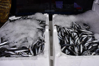 Hamsi sezonu erken açıldı