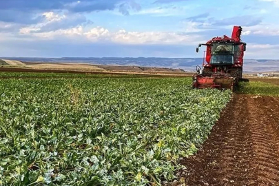 Şeker pancarı alım fiyatı belli oldu! İşte 1 tonda çiftçinin alacağı ücret