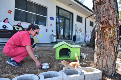 Bursa Büyükşehir’den can dostlara şefkat eli