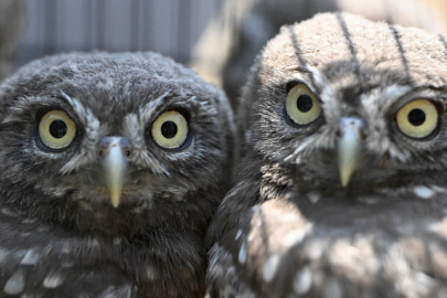 DMKP, 13 yılda yaklaşık 73 bin hayvanı tedavi ederek doğaya saldı