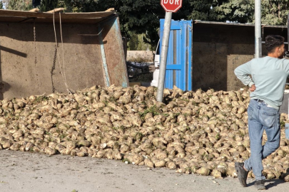 Muş'ta şeker pancarı yüklü traktör devrildi