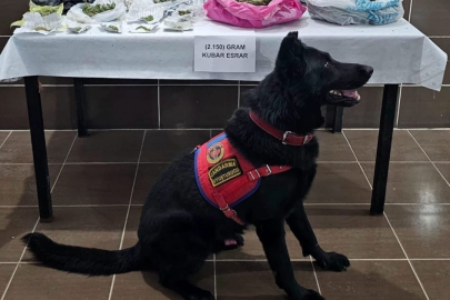 Muş’ta uyuşturucu operasyonu: 1 gözaltı