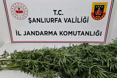 Şanlıurfa’da silah, uyuşturucu ve 196 kök kenevir bitkisi ele geçirildi
