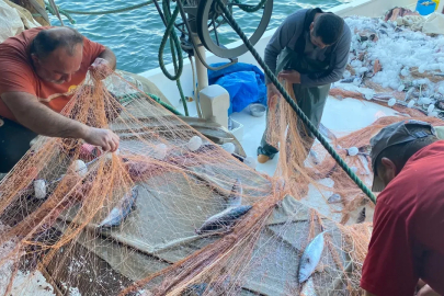 Denizlerde sürpriz! 'Bu yıl olmaz' diyorlardı, Karadeniz'de yakalandı