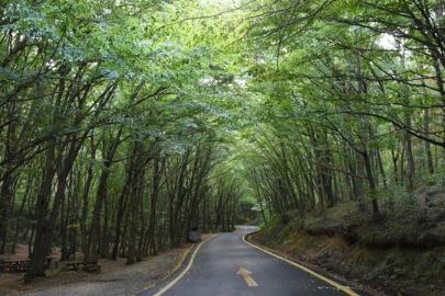 Ormanlar için "yeşil vatan" seferberliği başlatılacak