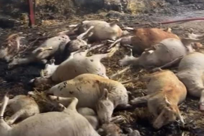 Bursa'da acı yangın! Onlarca hayvan telef oldu...