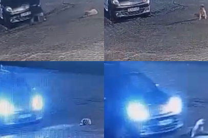 Aracın üzerinden geçtiği köpek telef oldu