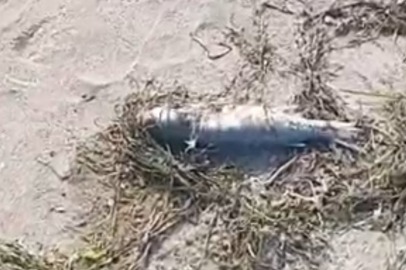 Balıkesir Gönen’de sahilde şüpheli balık ölümleri kameraya yansıdı