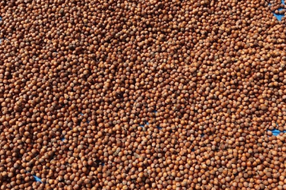 Fındık ihracatından 1,6 milyar doları aşkın gelir sağlandı