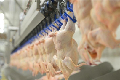 Tavuk eti üretimi arttı