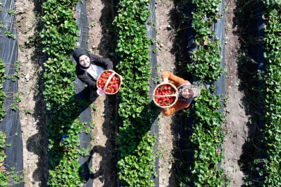 Gelin görümce Erciyes eteklerindeki atıl ata topraklarını çilek bahçesine dönüştürdü