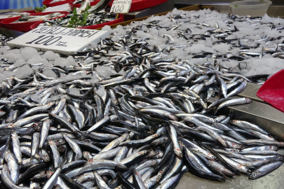 Hamside tehlike çanları çalıyor