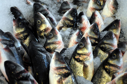 Muğla'dan 9 ayda 545 milyon dolarlık balık ihracatı yapıldı