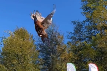 Bartın'da kokarca istilasına karşı 250 sülün doğaya salındı