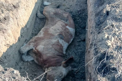 Bursa'da şap paniği! Hayvan cesetleri gömülmeye başlandı