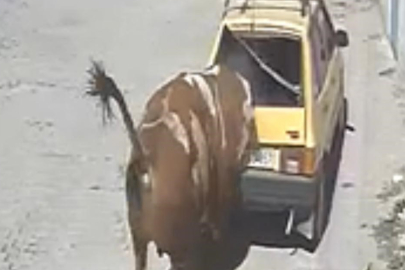 Nevşehir'de ahırdan kaçan kızgın boğa, hırsını otomobilden çıkarttı