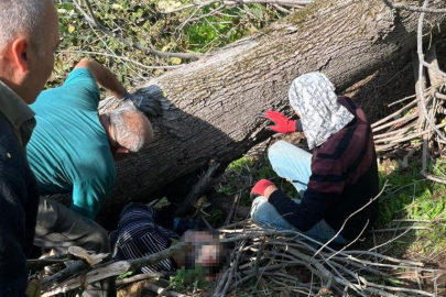 Sakarya'da kestiği ağacın altında kalan kişi yaralandı