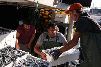 Ege'de sardalya bolluğu balıkçıları sevindirdi